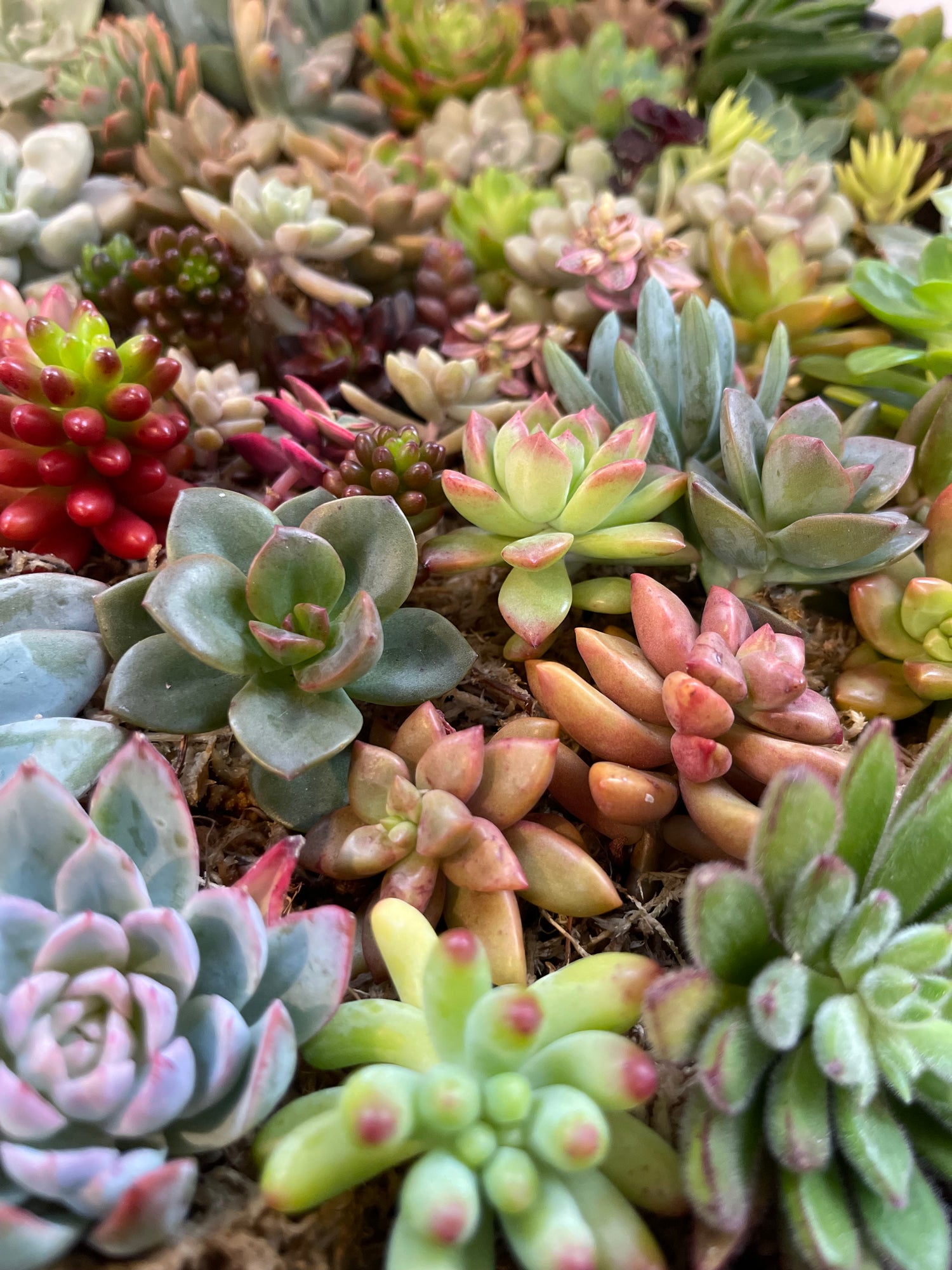 Vertical Succulent Garden Workshop for Beginners